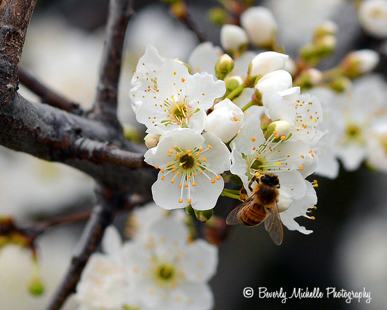 Will You Bee Mine?