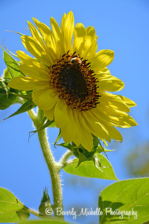 Reaching for the Sun