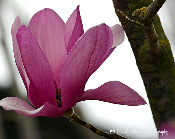 Magnolia