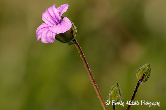 Purple Nature