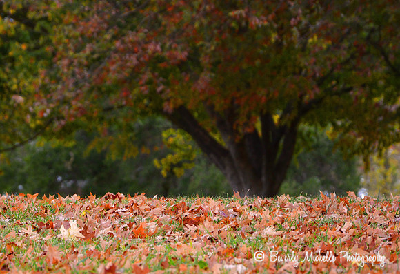 Autumn Leaves