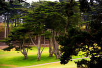 Trees of Lincoln Park Golf Course