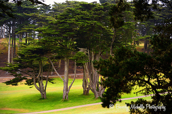 Trees of Lincoln Park Golf Course
