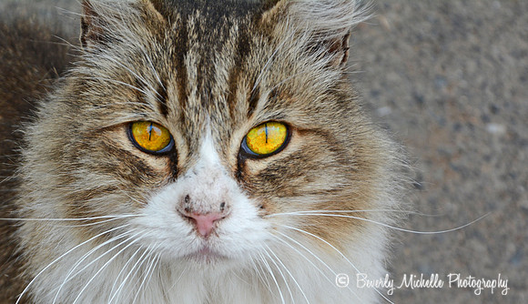 Watcher