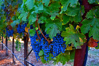 The Vine Way