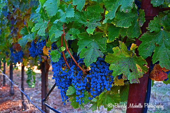 The Vine Way