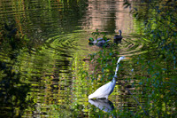 Ripples
