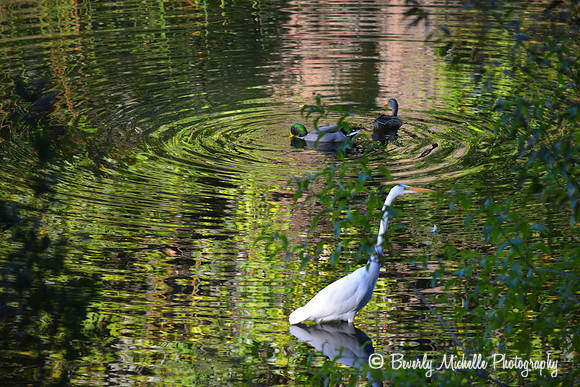 Ripples