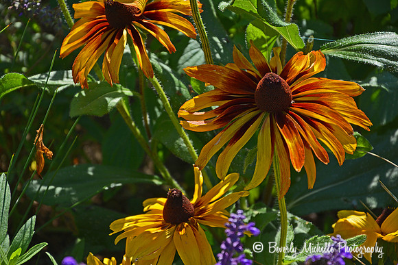 Bright Sun Shiny Day