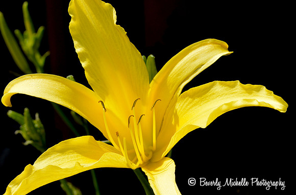 Yellow Lily