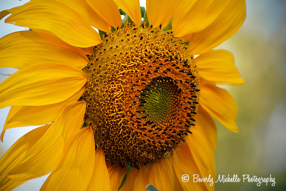 Big Sun