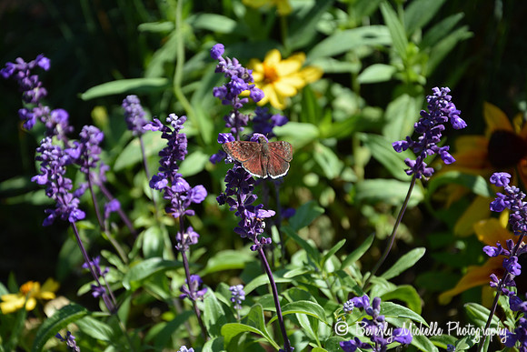 Butterfly Nectar