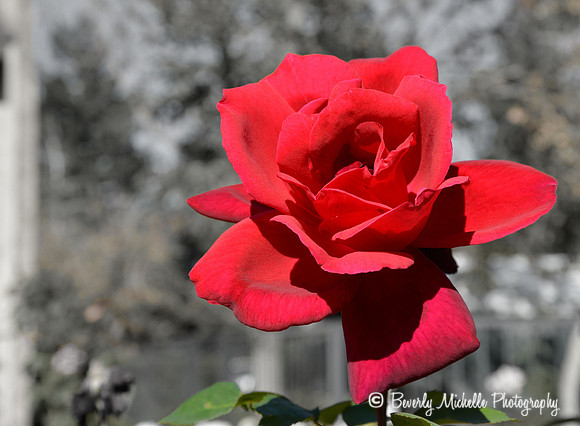 Red Red Rose