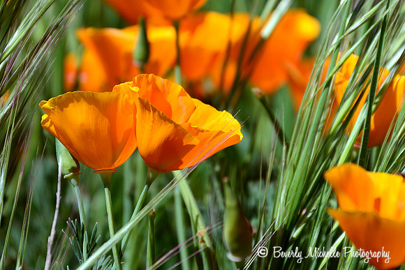 Nestled Among the Grass