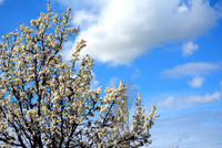 Flowering Clouds