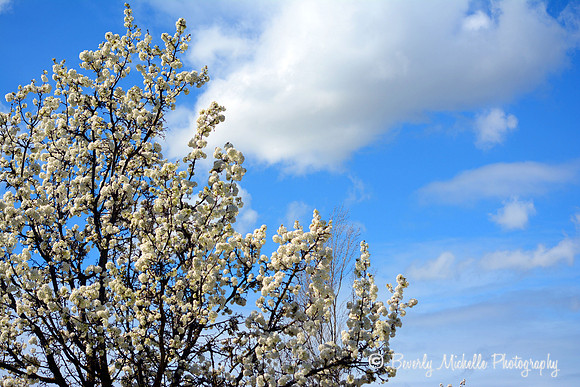 Flowering Clouds