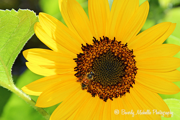 Sun Bee