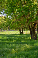 Idyllic