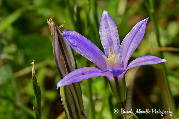 Lil' Purple Flower